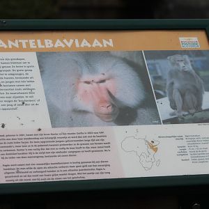 Hamadryas baboon sign