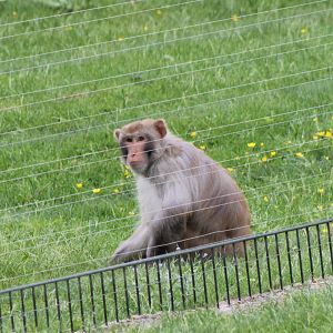 Rhesus monkey