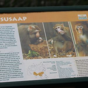 Sign Rhesus monkey