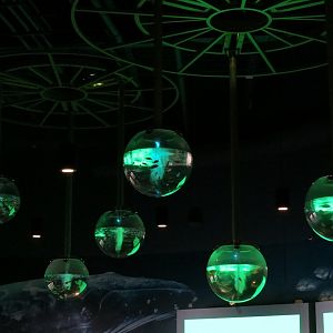 Aqua Lobby - Suspended Globe Tanks
