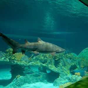 Shark Waters Exhibit - Preview from Men's Restroom Viewing Area