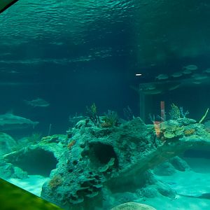 Shark Waters Exhibit - Preview from Men's Restroom Viewing Area