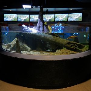 American Rivers - Turtles Exhibit