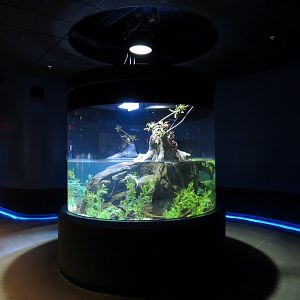 American Rivers - Siamese Crocodile Exhibit