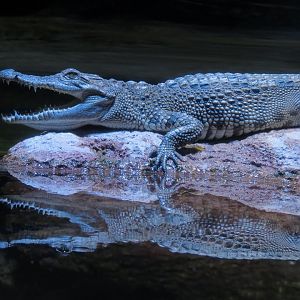 American Rivers - Siamese Crocodile Exhibit