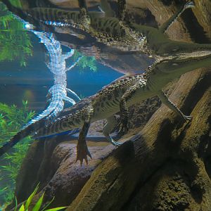 American Rivers - Siamese Crocodile Exhibit