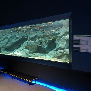 American Rivers - Trout Stream Exhibit