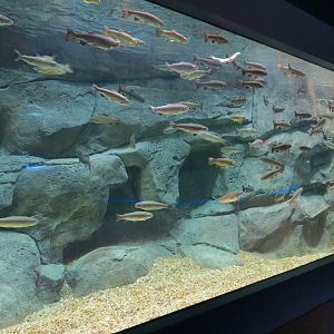 American Rivers - Trout Stream Exhibit