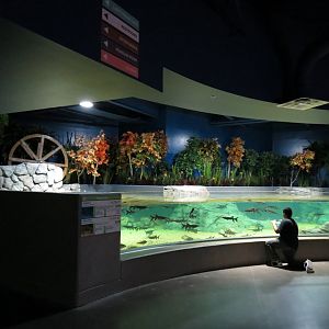 American Rivers - Paddlefish Exhibit