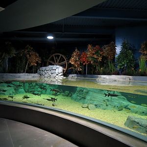 American Rivers - Paddlefish Exhibit