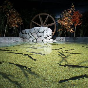 American Rivers - Paddlefish Exhibit