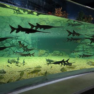 American Rivers - Paddlefish Exhibit