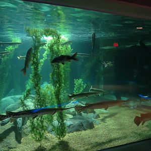 American Rivers - Gars Exhibit