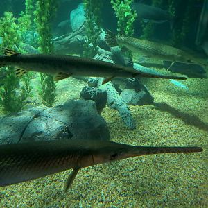 American Rivers - Gars Exhibit