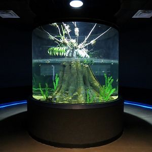 Rainforest Rivers - Archer Fish Exhibit