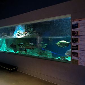Rainforest Rivers - Amazon Giants Exhibit