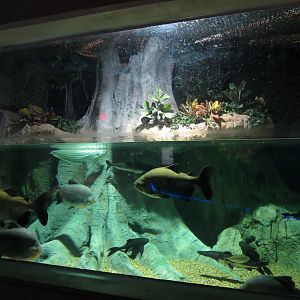 Rainforest Rivers - Amazon Giants Exhibit