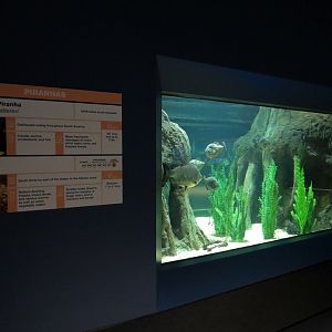 Rainforest Rivers - Piranhas Exhibit
