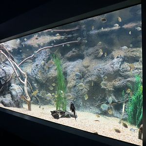 Rainforest Rivers - River Rays Exhibit