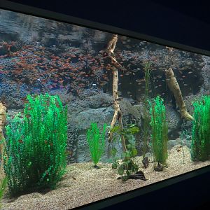 Rainforest Rivers - Amazon River Fish Exhibit