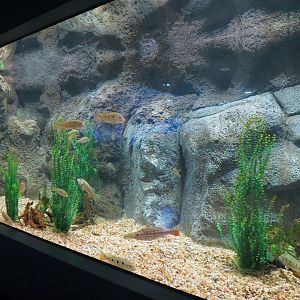 Rainforest Rivers - Flooded Forest Exhibit