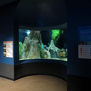 Rainforest Rivers - Piranha Exhibit