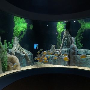 Rainforest Rivers - Piranha Exhibit