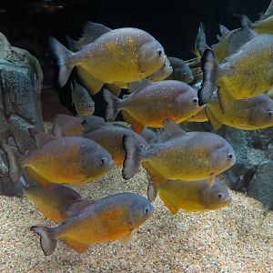 Rainforest Rivers - Piranha Exhibit