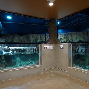 Otter Banks - Asian Small-clawed Otter Exhibit