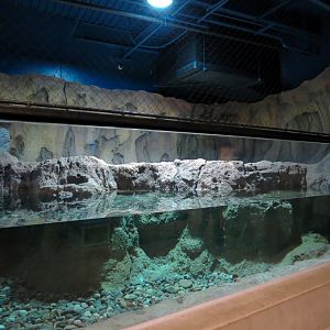 Otter Banks - Asian Small-clawed Otter Exhibit