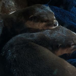 Otter Banks - Asian Small-clawed Otter Exhibit