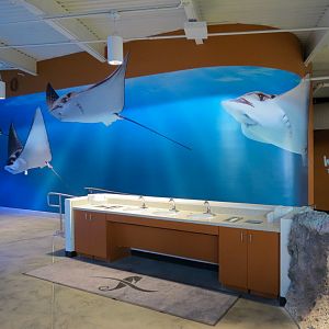 SeaTREK's Stingray Bay