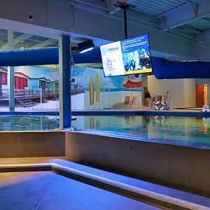 SeaTREK's Stingray Bay