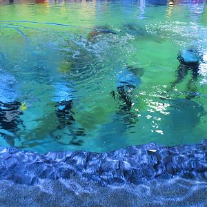 SeaTREK's Stingray Bay