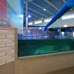 SeaTREK's Stingray Bay