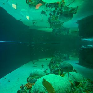 SeaTREK's Stingray Bay