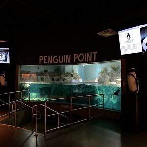 Penguin Point - African Black-footed Penguin Exhibit