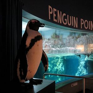 Penguin Point - African Black-footed Penguin Exhibit - Animatronic Penguin