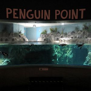 Penguin Point - African Black-footed Penguin Exhibit