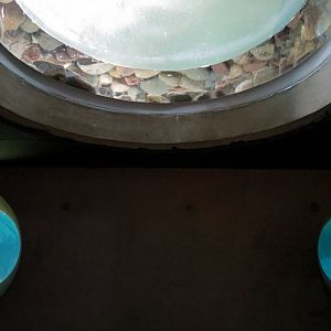 Penguin Point - African Black-footed Penguin Exhibit - Crawl Tunnel View