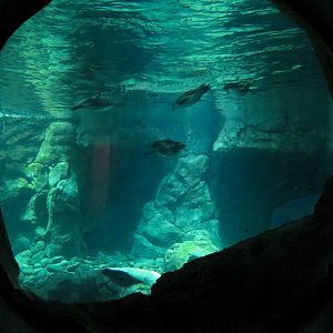 Penguin Point - African Black-footed Penguin Exhibit - View from Crawl Tunnel