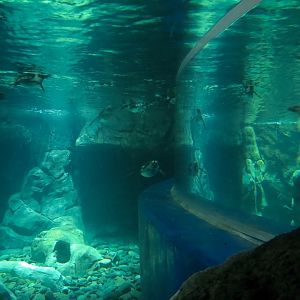 Penguin Point - African Black-footed Penguin Exhibit - View from Crawl Tunnel