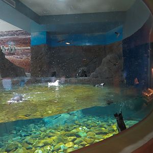 Penguin Point - Penguin Interaction Program Exhibit