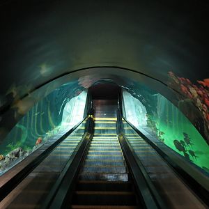Deep Ocean - Deep Ocean Escalator Through Sharks Of The Deep Exhibit