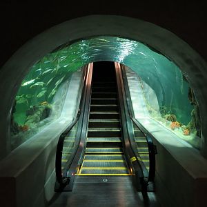 Deep Ocean - Deep Ocean Escalator Through Sharks Of The Deep Exhibit