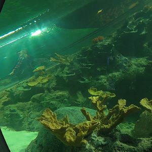 Deep Ocean - Sharks Of The Deep Exhibit