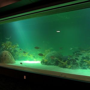 Deep Ocean - Sharks Of The Deep Exhibit