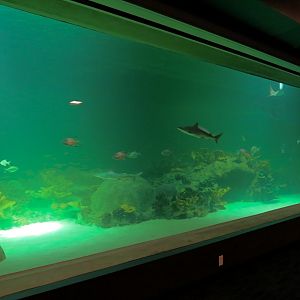 Deep Ocean - Sharks Of The Deep Exhibit