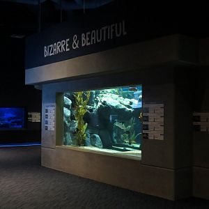 Bizarre + Beautiful - Moray Eels Exhibit
