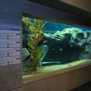 Bizarre + Beautiful - Moray Eels Exhibit